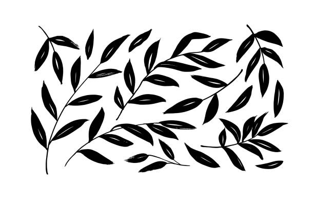 Brush branches with long leaves vector collection. Set of black silhouettes leaves and branches. Brush branches with long leaves vector collection. Set of black silhouettes leaves and branches. Hand drawn eucalyptus foliage, herbs, tree twig. Vector ink elements isolated on white background. olive branch stock illustrations