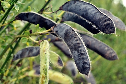 Close up of the seed pods
