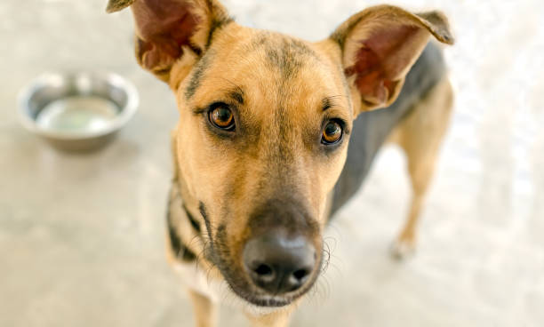 istock Hungry Dog Bowl 1256429782