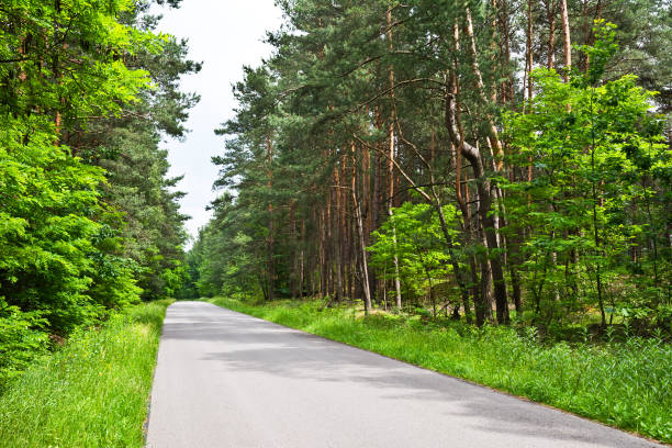 istock Asphalt road in the forest 1256430707