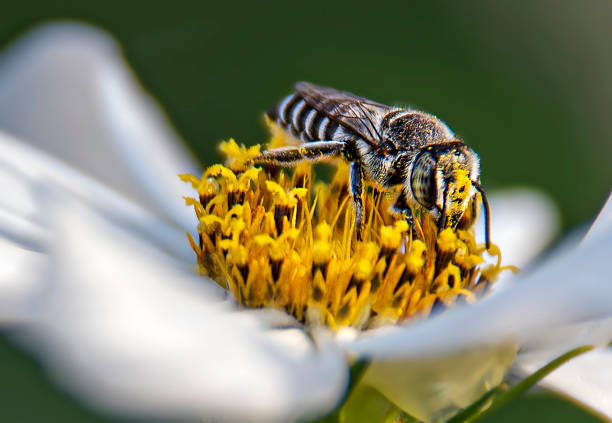 istock honey bee and flowers 1256431333