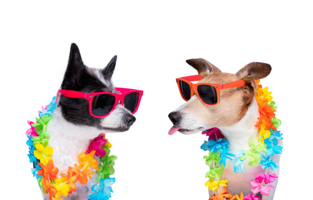 couple of two dogs in love couple of two dogs close together in love ready for honeymoon isolated on white backgroud, after the wedding with flower chain for the summer flip flop sandal beach isolated stock pictures, royalty-free photos & images