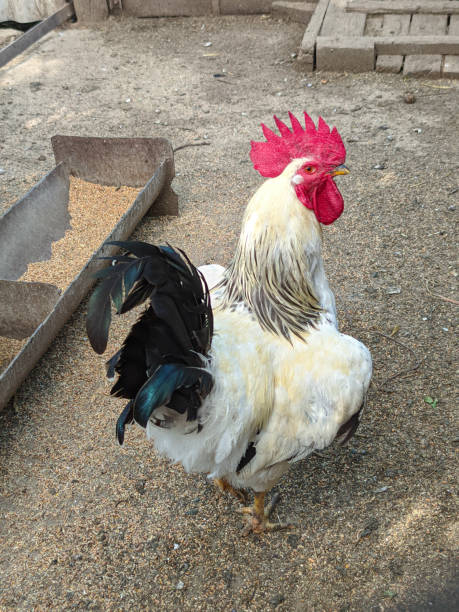 istock Beautiful cock on the farm 1256432238