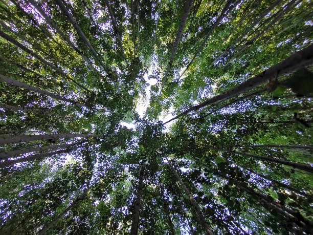 istock Tall trees stretching to the sky grown for industrial purposes 1256435733