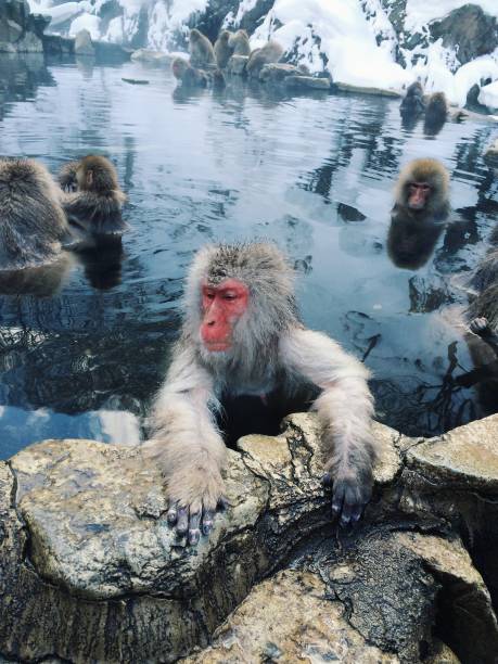 istock Snow monkeys in hot tub 1256435855