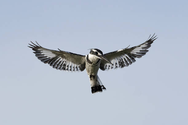 istock Pied kingfisher (Ceryle rudis) 1256435916