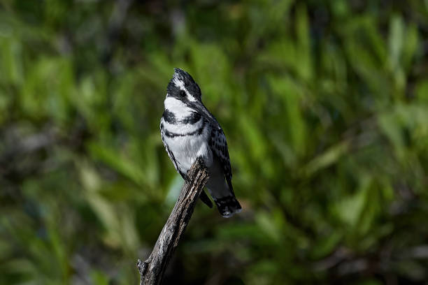 istock Pied kingfisher (Ceryle rudis) 1256435917