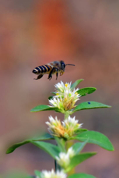 bee at flowers, natural pictures.