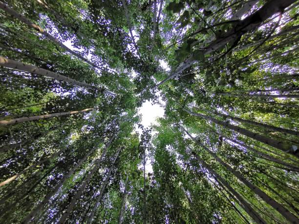 istock Tall trees stretching to the sky grown for industrial purposes 1256436100