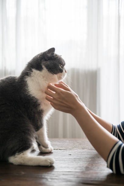 istock British shorthair cat touching with both hands 1256437349