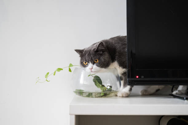 istock British shorthair cat drinking water in a fish tank 1256437355