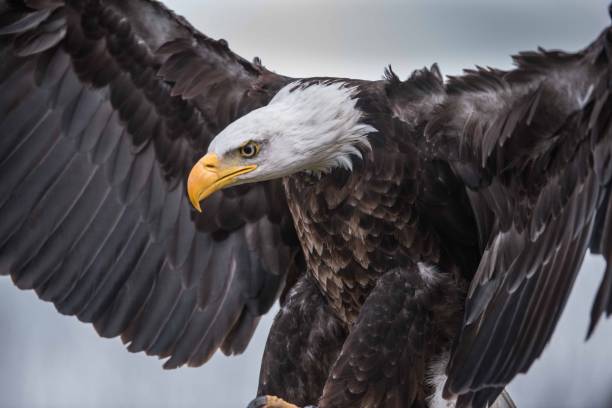 istock Close Up.look Of White Eagle 1256438122