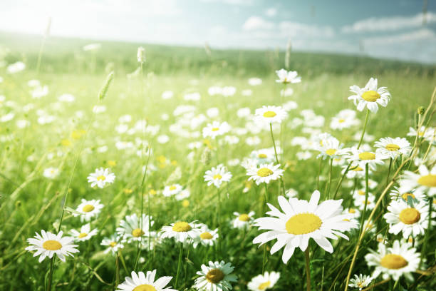 istock field of daisy flowers 1256438306