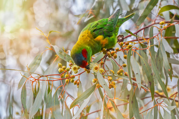 Musk Lorikeet feeding on flowering gum nectar Glossopsitta concinna high in the branches lorikeet photos stock pictures, royalty-free photos & images