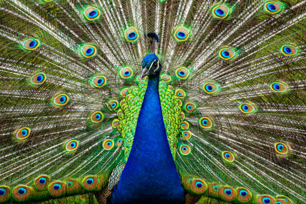 바퀴를 친다 공작 - close up peacock animal head bird 뉴스 사진 이미지