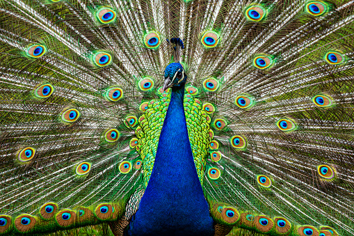 Portrait with lights and shadows of a male Peacock showing his plumage during courtship