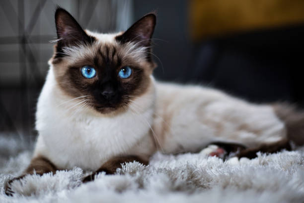 Holy Burma lies on the living room carpet Burma relaxed in the living room birman photos stock pictures, royalty-free photos & images