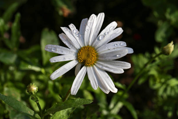 istock A white camomile in the summer meadow 1256439979