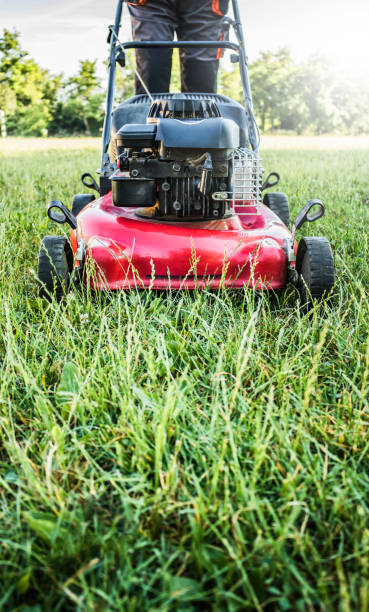 istock Lawn mower cutting green grass in backyard, garden service. 1256440442