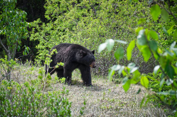 istock A black bear walks through the bushes 1256440448