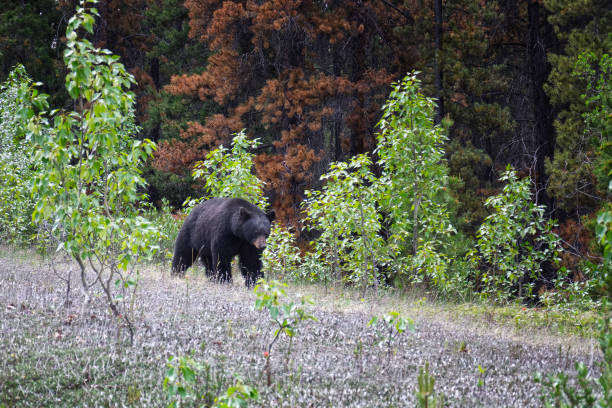Close-uo of American black bear. Coniferous forest in the background. Canadian Rockies, Jasper National Park, Canada
