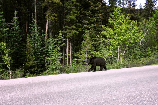 istock A black bear walks along an asphalt road. 1256440552