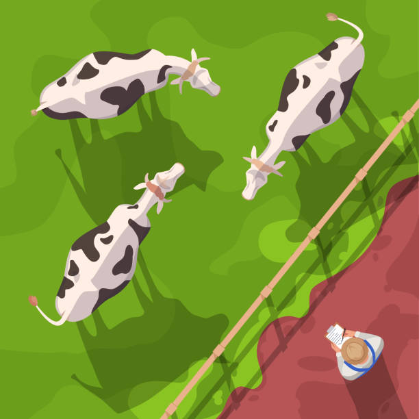 ilustrações, clipart, desenhos animados e ícones de ilustração de vetor semi-plana de gado - farm animal cartoon cow