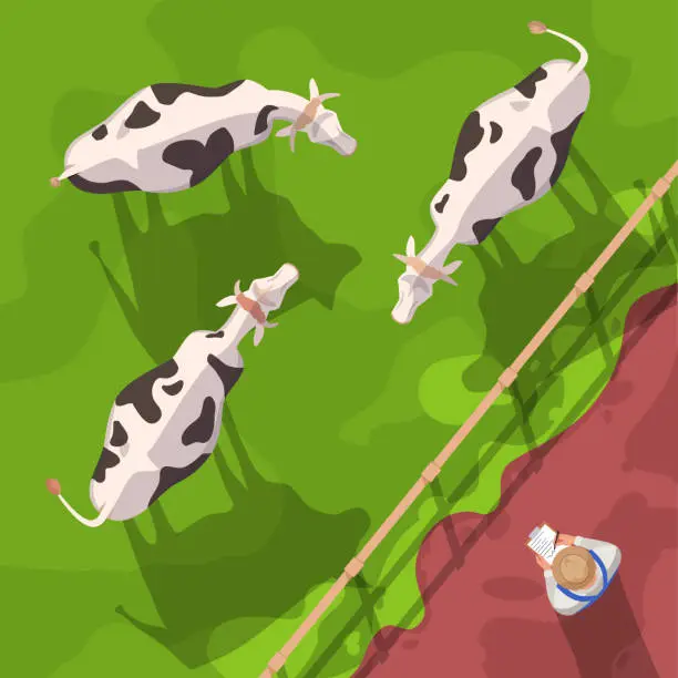 Vector illustration of Cattle semi flat vector illustration top view