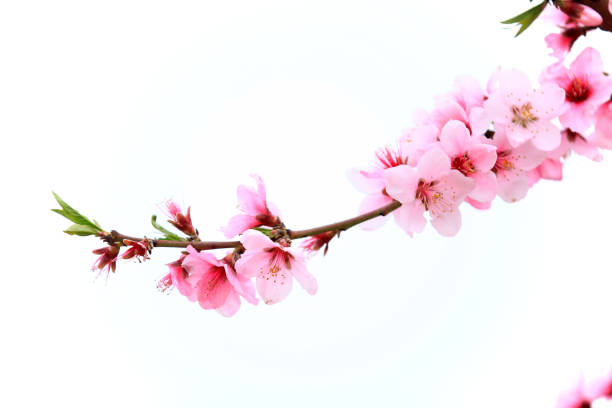 istock the plum trees bloom, Peach blossoms in bloom 1256442696