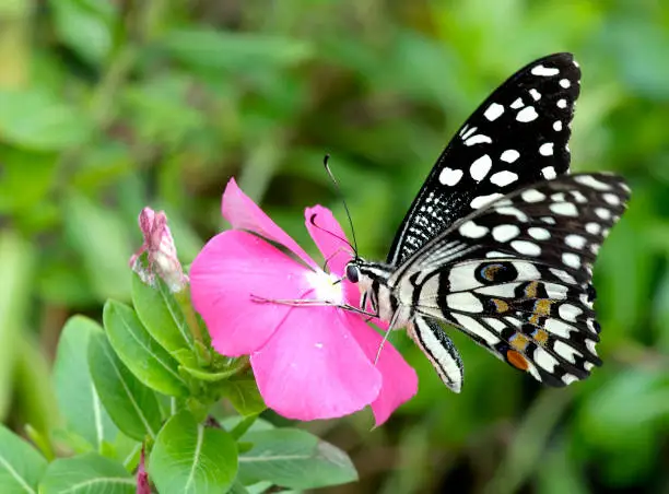 Photo of Butterfly B&W