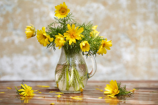 Spring still life. A bouquet of yellow Adonis flowers in a glass jar after the rain, all in drops of water. Copy space, selective focus.