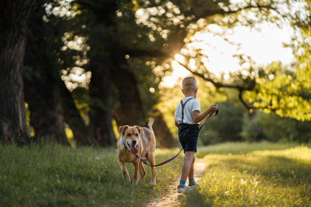 istock Boy in a walk with dog in nature 1256445533