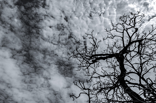 Silhouette dead tree on dark dramatic sky and white clouds. Death, lament, sad, grief, hopeless, and despair concept. Halloween day abstract background. Looking up view of dead tree. Leafless tree.