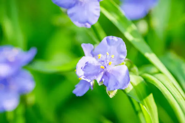 Blooming blue Tradescantia (Tradescantia virginiana) in the garden. Selective focus. Shallow depth of field.