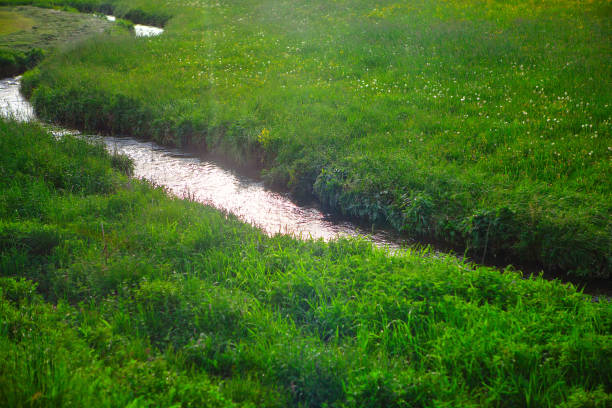 Close-up view of a shallow, crystal-clear mountain stream flowing over pebbles and rocks surrounded by lush green vegetation and wildflowers in Trentino-Alto Adige, northern Italy. The image captures the freshness and purity of alpine nature, ideal for illustrating ecology, clean water, sustainability, and natural beauty concepts.