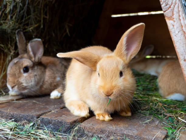 istock Orange rabbit in the hutch. 1256448095