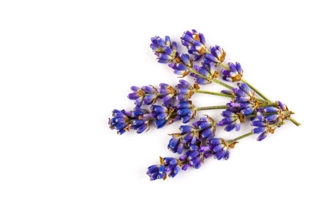 istock Lavender flowers isolated on white background. Close up. Space for text 1256450334