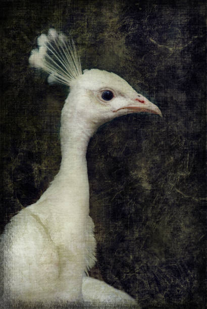 Beautiful white peacock on canvas textured background. Digital art image.