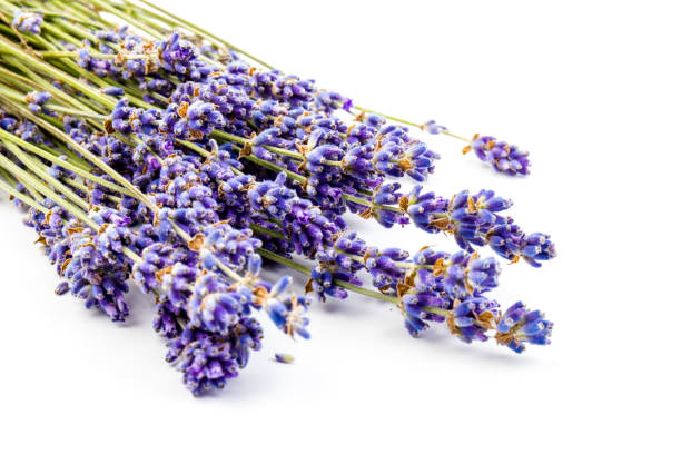 istock Lavender flowers isolated on white background. Close up. Space for text 1256450394