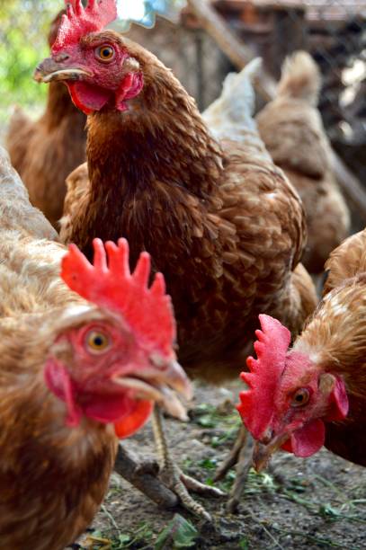 istock Free range chickens in a village farm 1256450589