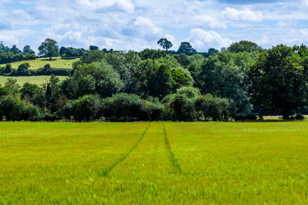 Generic path footpath rolling landscape walking hiking rambling trekking fitness exercise English Midlands UK sunlight lush green agricultural land farmland.