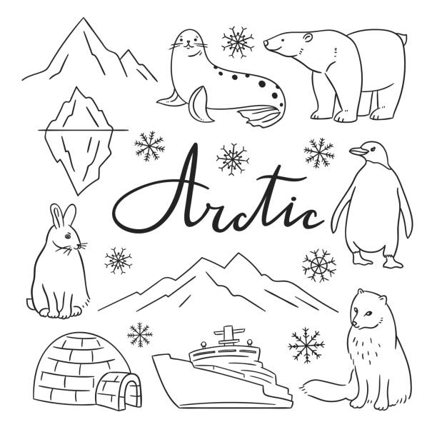 Arctic Animals And Symbols Collection Hand Drawn North Wild Animals Set  Isolated On White Background Stock Illustration - Download Image Now -  iStock