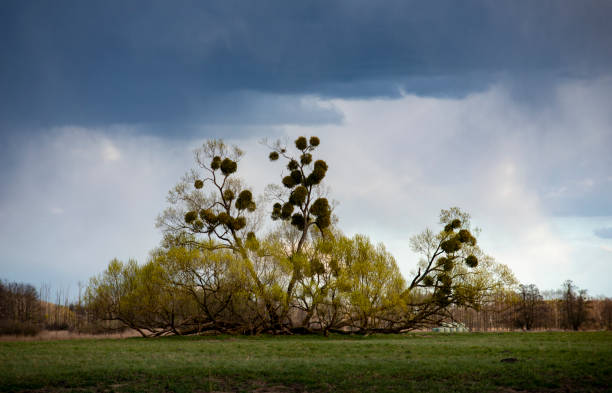 istock Willow trees with European mistletoe in a field, Brandenburg. 1256452715