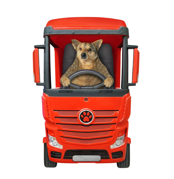 istock Dog driving red truck 1256453731