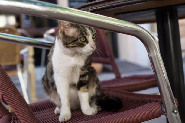istock young cat standing on chair at the rrestaurant terrace 1256454702