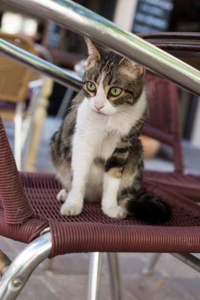istock young cat standing on chair at the rrestaurant terrace 1256454703