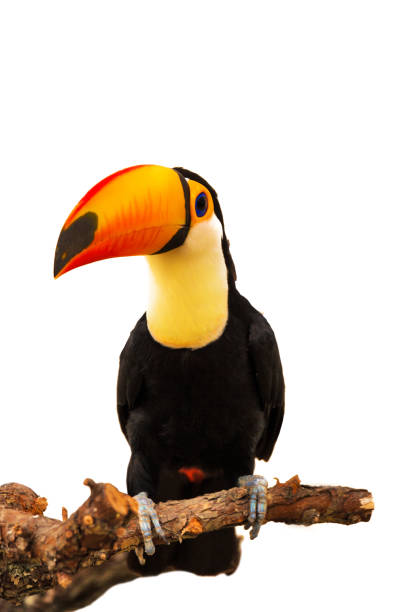 istock Colorful toucan on the branch 1256454784