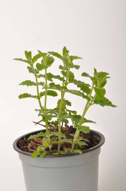 istock Strawberry mint plant on white background 1256454933
