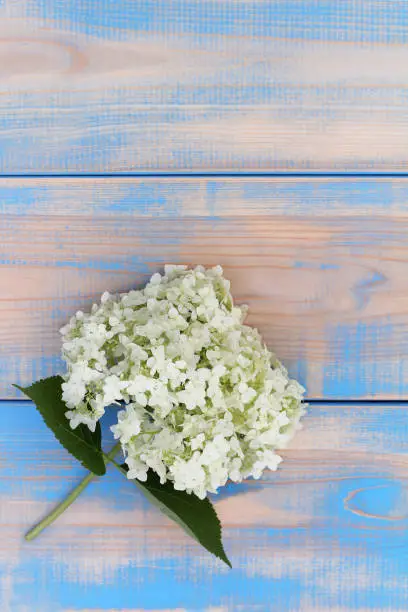 white hydrangea on a wooden surface top view