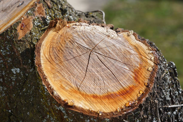 This is tree resin on a freshly cut tree with the macro photographed objectively in daylight